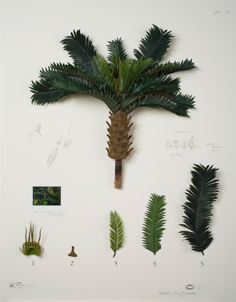 Alberto Baraya Herbarium of Artificial Plants New Zealand Expedition Instituto de visión Art Basel.jpg