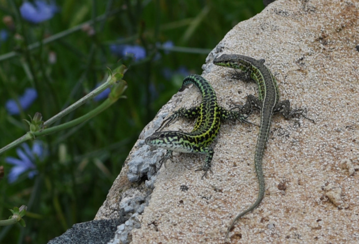 DSC_6758 lizard crop.jpg