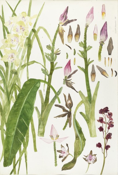 2 Elizabeth Blackadder Orchids and Bananas, 1989, watercolour (c) The Scottish Gallery.jpg