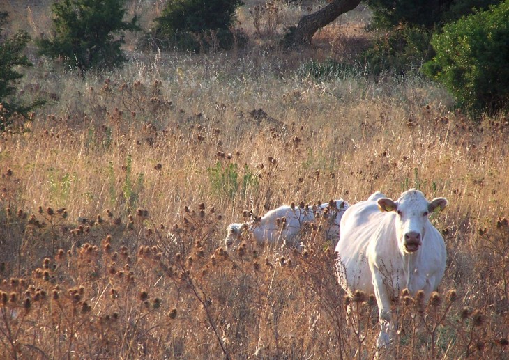 cows in grassland.JPG